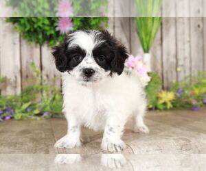 Zuchon Puppy for sale in MOUNT VERNON, OH, USA