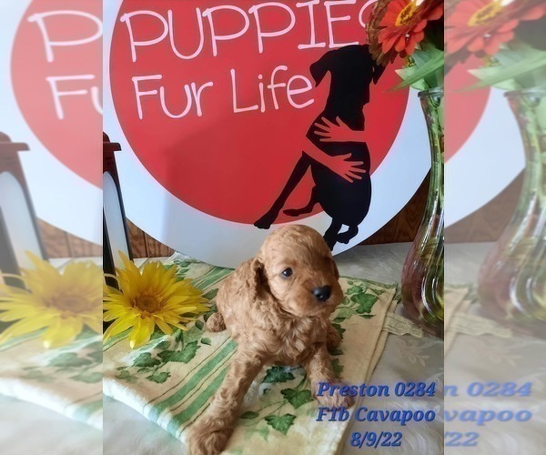 Medium Photo #3 Cavapoo Puppy For Sale in SHIPSHEWANA, IN, USA