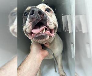 Medium American Pit Bull Terrier