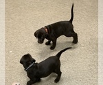 Small Photo #7 German Shorthaired Lab Puppy For Sale in GRANITE CITY, IL, USA