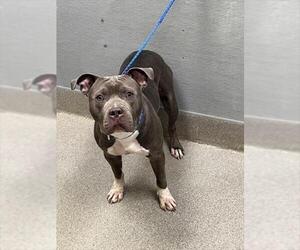 Mutt Dogs for adoption in Las Vegas, NV, USA