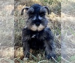 Small Photo #1 Schnauzer (Miniature) Puppy For Sale in JEFFERSON, OR, USA