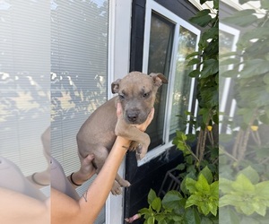 American Bully Puppy for Sale in DAVENPORT, Florida USA