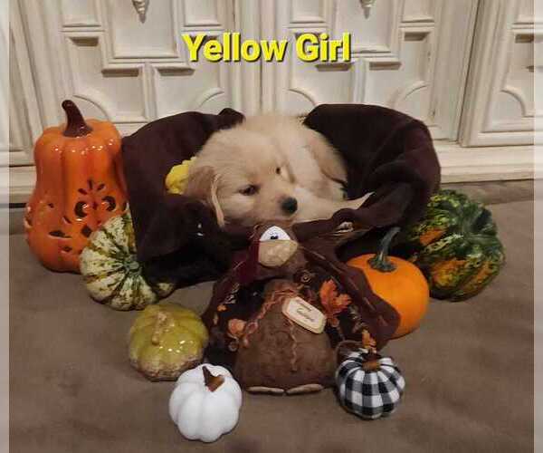 Medium Photo #6 Golden Retriever Puppy For Sale in RENO, NV, USA