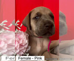 Puppy Puppy 3 Female Great Dane