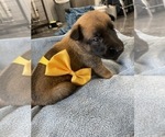 Small Photo #205 Belgian Malinois Puppy For Sale in REESEVILLE, WI, USA