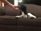 Small Photo #25 Poodle (Standard) Puppy For Sale in AUGSBURG, IL, USA