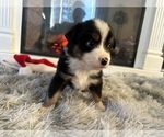 Small Photo #5 Miniature Australian Shepherd Puppy For Sale in QUINCY, CA, USA