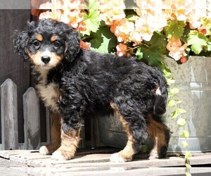 Miniature Bernedoodle Puppy for sale in FREDERICKSBG, OH, USA