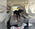 Small #2 Rottweiler