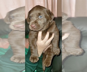Labrador Retriever Puppy for sale in DE BEQUE, CO, USA