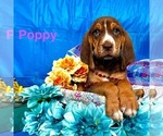 Puppy Poppy Bloodhound