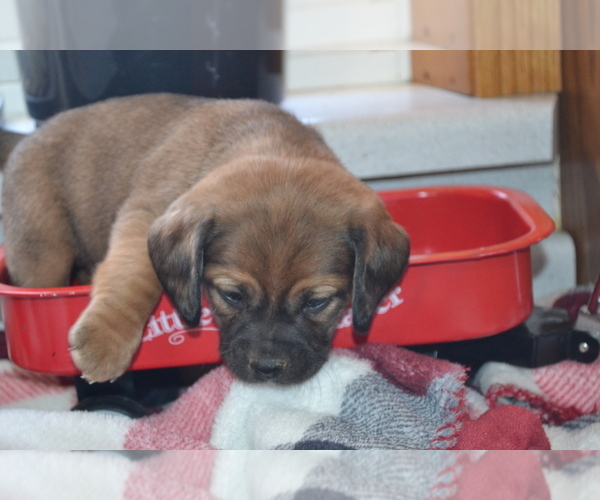 Medium Photo #15 Jug Puppy For Sale in GREENWOOD, WI, USA