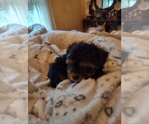 Yorkshire Terrier Puppy for Sale in LE ROY, Kansas USA