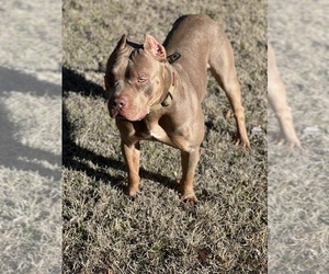 Father of the American Bully puppies born on 01/12/2023