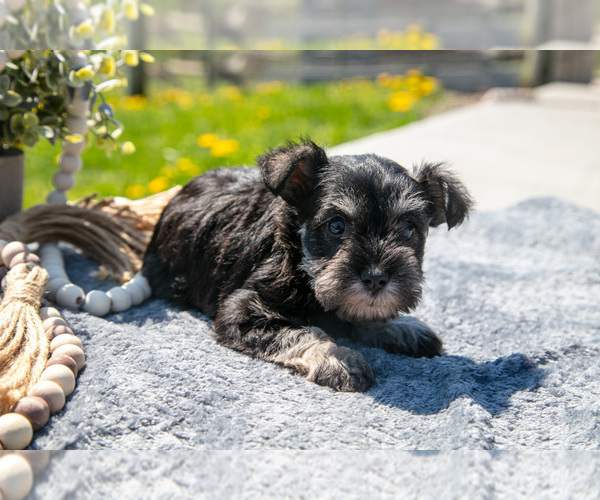 Medium Photo #14 Schnauzer (Miniature) Puppy For Sale in BALTIC, OH, USA