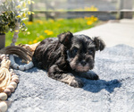Puppy Tonya Schnauzer (Miniature)