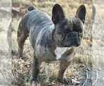 Small Photo #1 French Bulldog Puppy For Sale in WEST CHESTER, OH, USA
