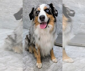 Father of the Australian Shepherd puppies born on 05/07/2025