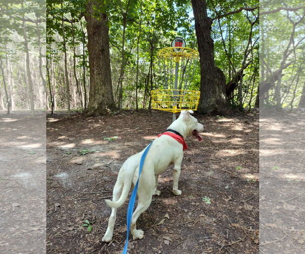 Medium Photo #7 Bull Terrier-Unknown Mix Puppy For Sale in Rustburg, VA, USA