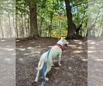 Small #6 Bull Terrier Mix