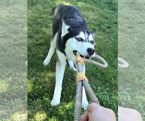 Medium Photo #4 Siberian Husky Puppy For Sale in Severn, MD, USA