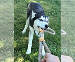 Small #3 Siberian Husky