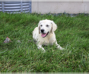 Golden Retriever Puppy for sale in SYRACUSE, IN, USA