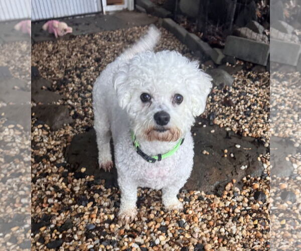 Medium Photo #3 Bichon Frise Puppy For Sale in Pottstown, PA, USA