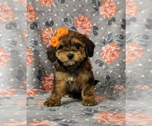 Poovanese Puppy for sale in LEOLA, PA, USA