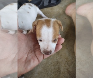 Rat Terrier Puppy for sale in THORNDALE, TX, USA