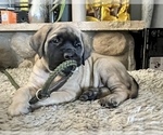 Small Photo #16 Mastiff Puppy For Sale in HESPERIA, CA, USA