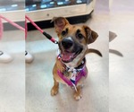Small #7 Black Mouth Cur-German Shepherd Dog Mix