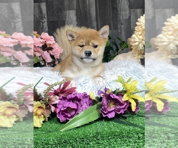 Medium Photo #1 Shiba Inu Puppy For Sale in CANOGA, NY, USA