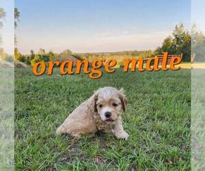Cocker Spaniel Puppy for sale in ALFORD, FL, USA