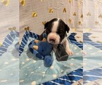 Small Photo #10 Boston Terrier Puppy For Sale in MONTVILLE, OH, USA