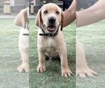 Puppy Male Yellow Lab Labrador Retriever