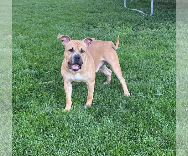 Medium Photo #8 Bullboxer Pit Puppy For Sale in Princeton, MN, USA