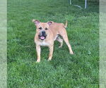 Small #7 Bullboxer Pit
