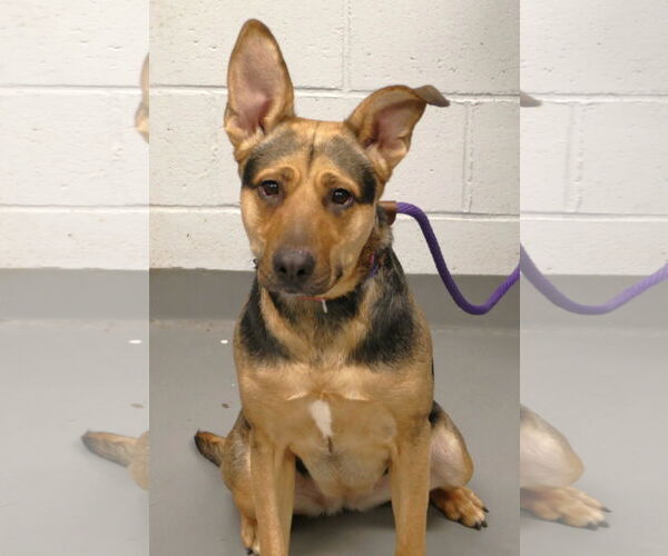 Medium Photo #1 German Shepherd Dog-Unknown Mix Puppy For Sale in Pittsburgh, PA, USA