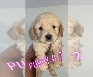 Labradoodle-Shih Tzu Mix Puppy for sale in QUINCY, MA, USA