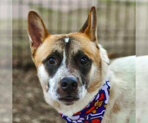 Mutt Dogs for adoption in San Antonio, TX, USA