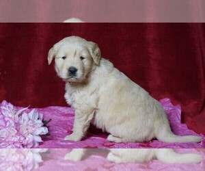 Golden Retriever Puppy for sale in FREDERICKSBG, OH, USA