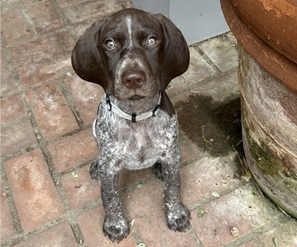 Medium Photo #6 German Shorthaired Pointer Puppy For Sale in SAN DIEGO, CA, USA