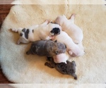 Small Photo #36 French Bulldog Puppy For Sale in BONE CAVE, TN, USA