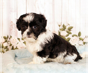 Zuchon Puppy for sale in PENNS CREEK, PA, USA