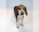 Small #3 Beagle