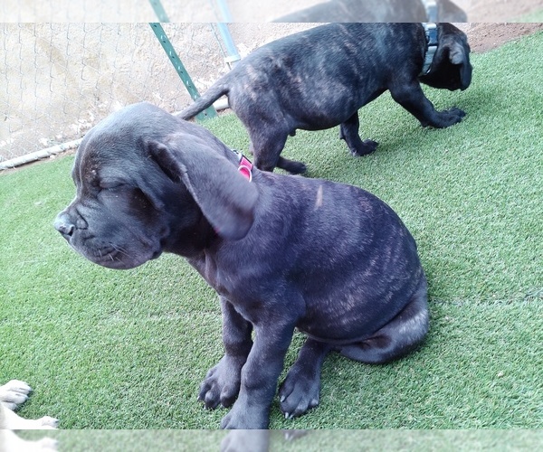 Medium Photo #9 Cane Corso Puppy For Sale in DOUGLAS, AZ, USA