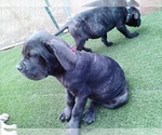 Small #8 Cane Corso