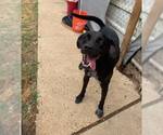 Small #3 Labrador Retriever-Mountain Cur Mix